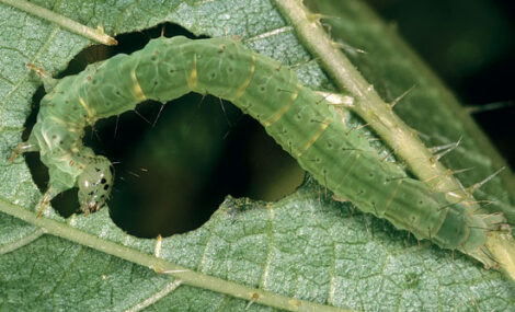 Intriguing Owlet Moth and Caterpillar Photography Slideshow Image